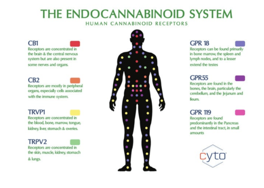 Diagram titled The Endocannabinoid System – Human Cannabinoid Receptors with a human silhouette dotted with color-coded receptors and explanatory text.