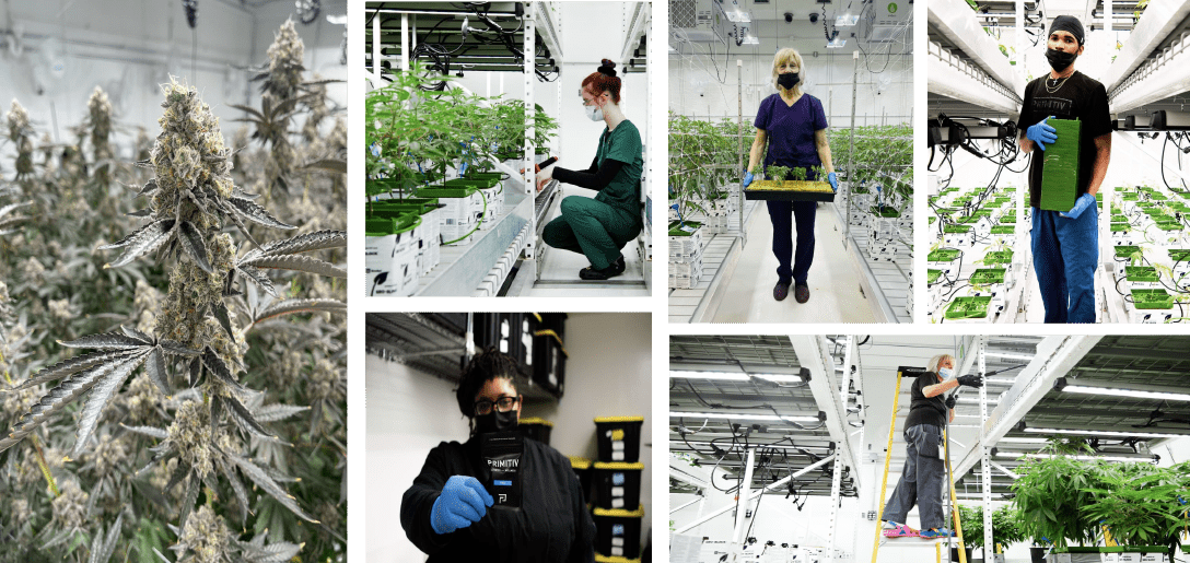 Graphic for cultivation consultation services by Primitiv.