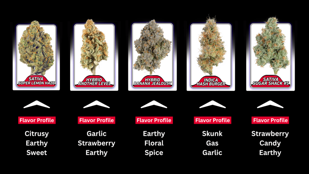 Four cannabis cultivar cards with flavor profiles: Sativa Super Lemon Haze (Citrusy, Earthy, Sweet), Hybrid Another Level (Garlic, Strawberry, Earthy), Hybrid Banana Jealousy (Earthy, Floral, Spice), and Sativa Sugar Shack #5 (Skunk, Gas, Garlic).