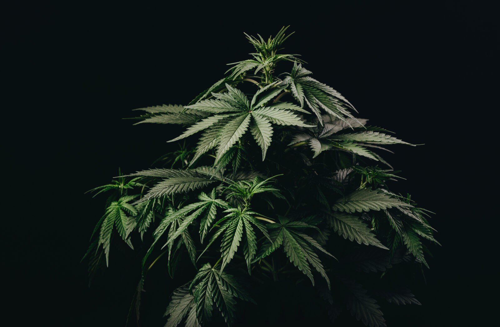 Close-up of a healthy cannabis plant with vibrant green leaves against a dark background