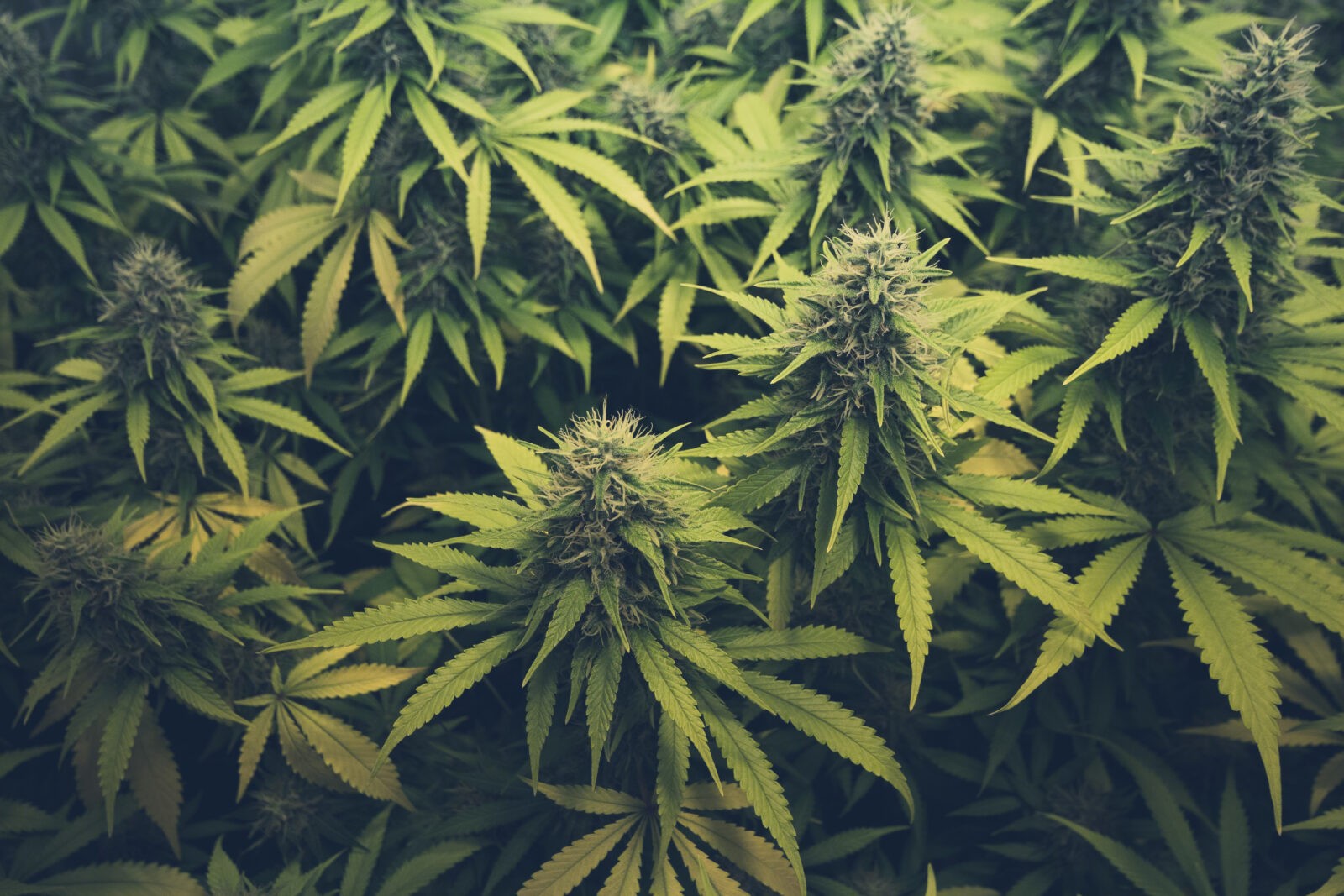 A close-up image of cannabis plants with buds and leaves growing in a field or indoor environment.